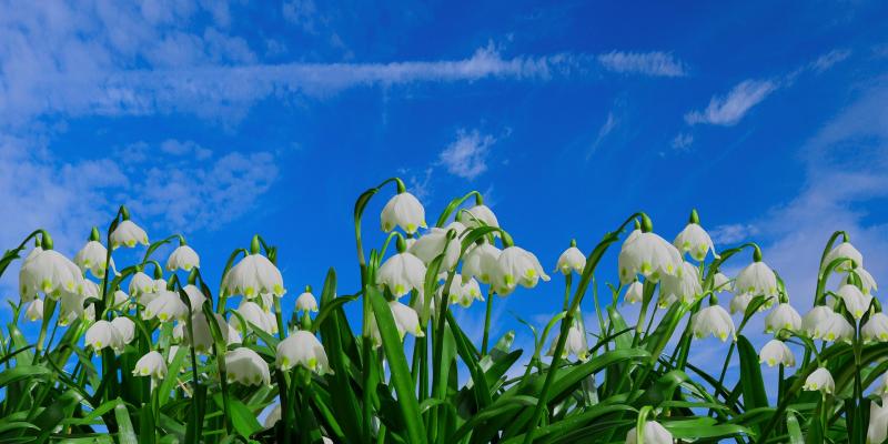 Der Frühling naht - Zeit für die leichte und knackige Küche!